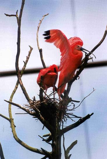 --- L'ibis rouge ---